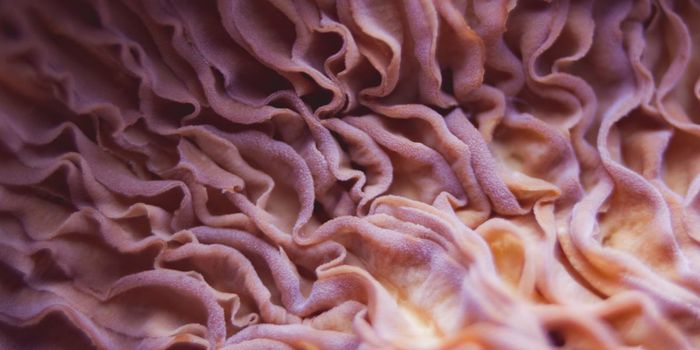 Does Having Herpes Increase Your Risk for Alzheimer's?