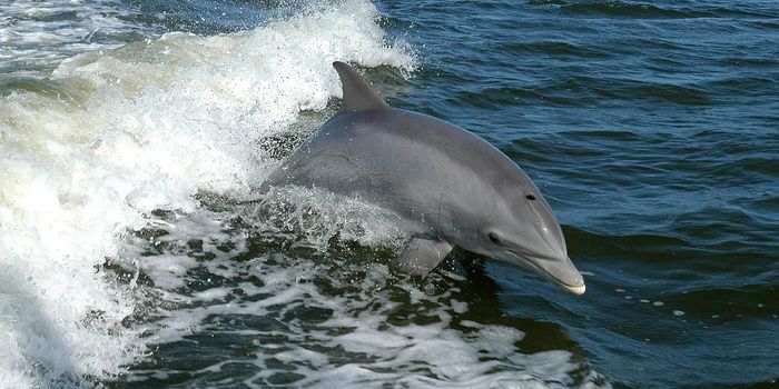 The Secret Behind Deep-Diving Dolphins May Reside in Their Blood