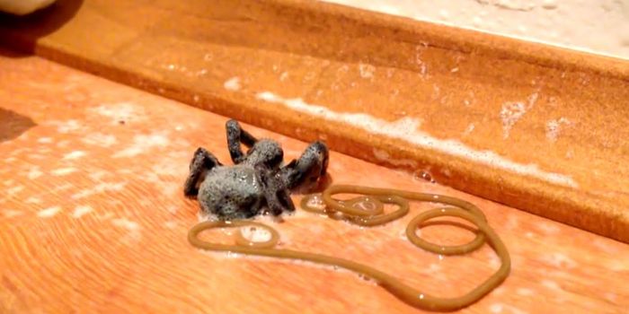 Spiders Can Get Parasites Too