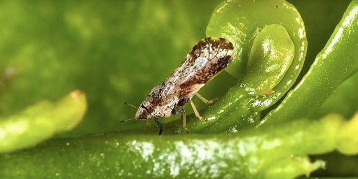 The Agricultural Use of Two Antibiotics is Expanding