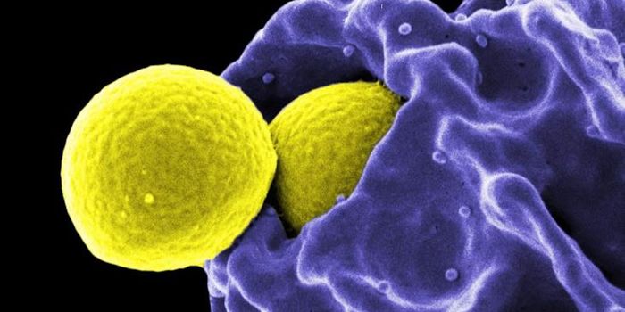 There's More to Neutrophil Function Than We Knew