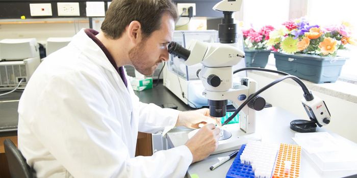 Probiotics Can Help Save Honey Bees From a Fatal Disease