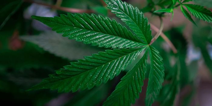 Delta-8 THC More Common in States that Prohibit Cannabis