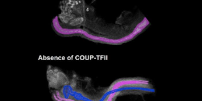 Female Mouse Embryos Actively Eliminate Male Tissue