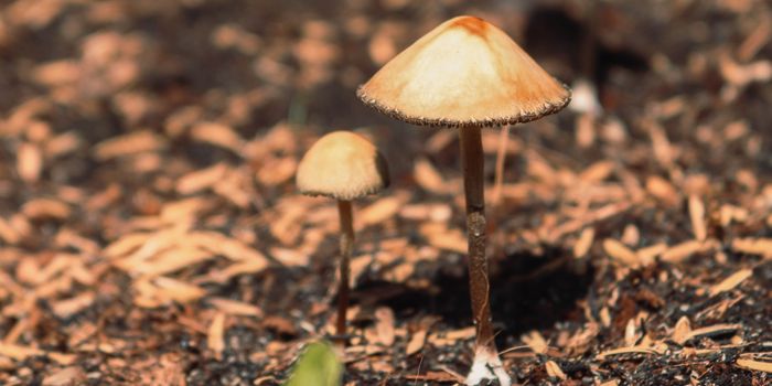 A novel analogue of psilocin to treat mental health disorders