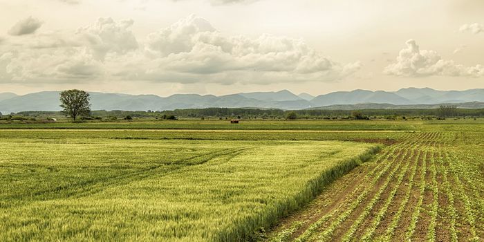 Using CRISPR to Improve Agriculture