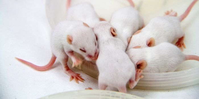 A Better Human Immune System: In Mice