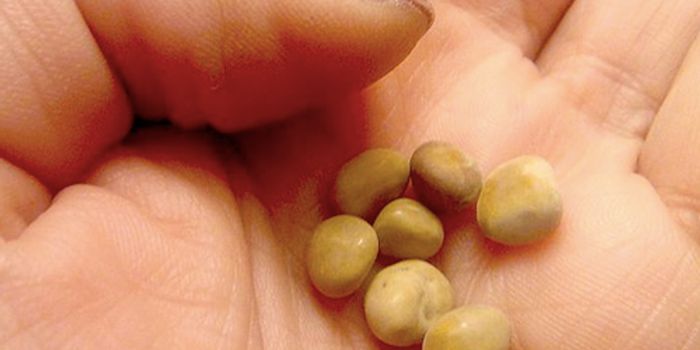 Microscopy Reveals Path to Kidney Stone Treatment