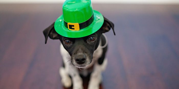 A Traditional St. Patrick's Day Dinner: Cabbage and Rashers