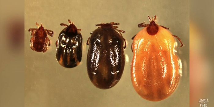 Tick Avoidance Advice From Mayo Clinic