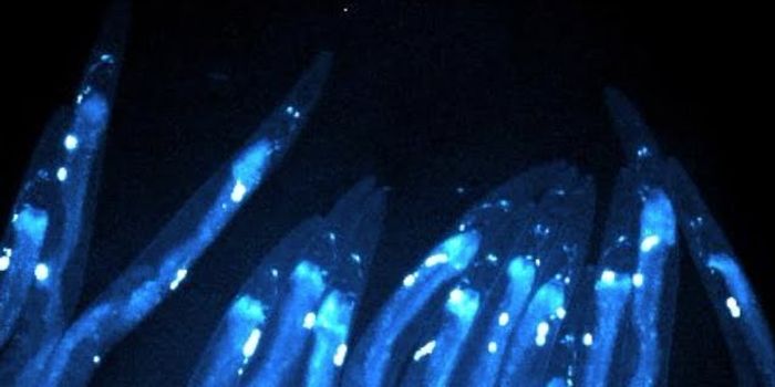 Researchers Learn More About Memory Formation