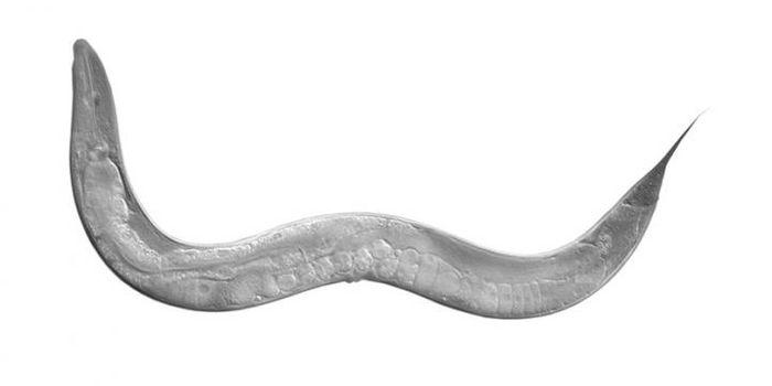 Sperm Can Pass Epigenetic Information Onto Offspring