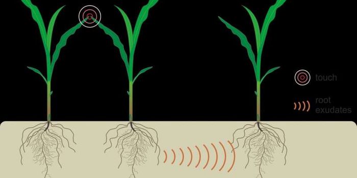 Plants May Exhibit Underground Communication With Their Neighbors