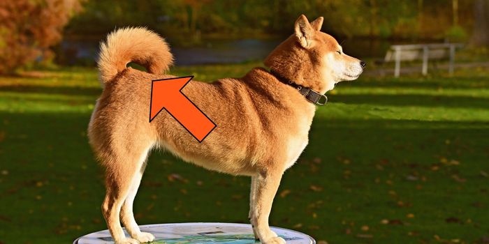 Many Animals Have Tails, So Why Not Humans?