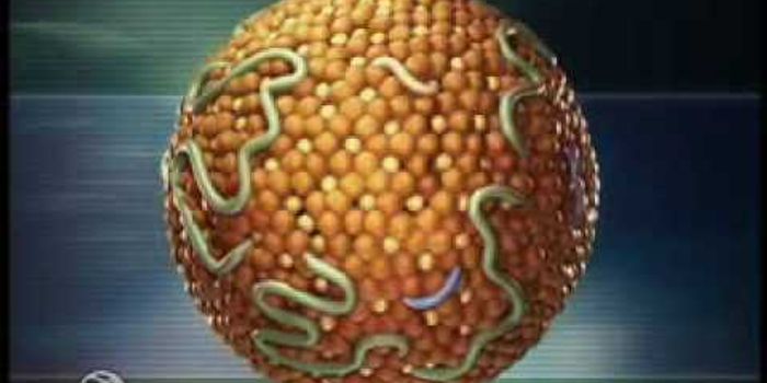Lipoprotein Metabolism 