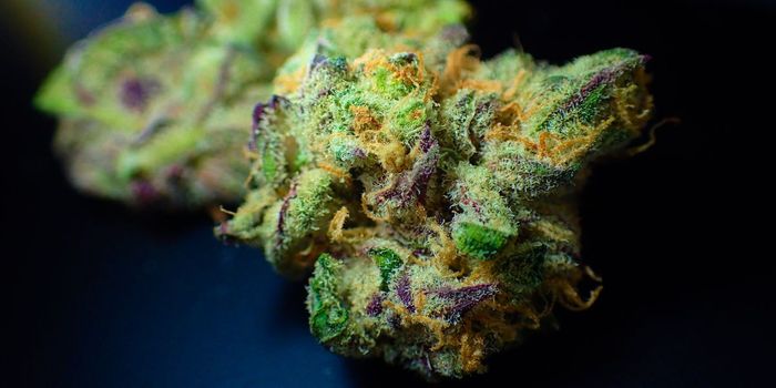 Medicinal Cannabis May Help with Stuttering