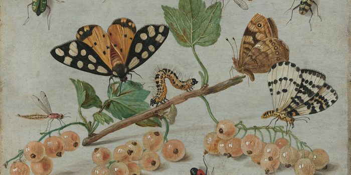 Artificial Intelligence Identifies Superspeed Insects