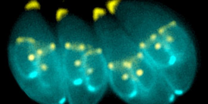 Harnessing Dangerous Parasites to Fight Cancer