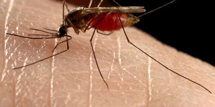 Mosquitoes Bolster Immunity against Parasites in Blood