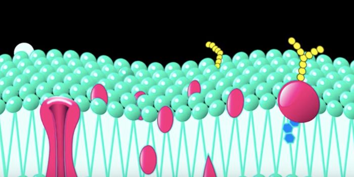 Synthetic Cells Help Researchers Learn More About the Cell Membrane