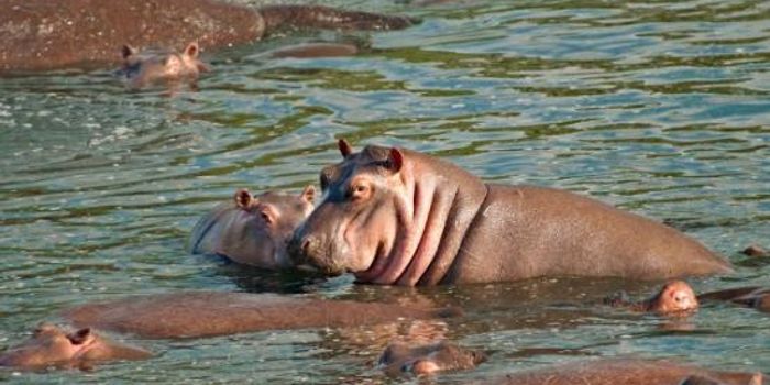 What do hippos have to do with climate change?