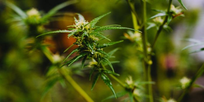 Should You Smoke Cannabis Seeds and Stems?