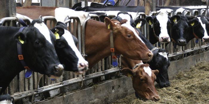 Effects of Feeding Hemp Silage to Dairy Cows