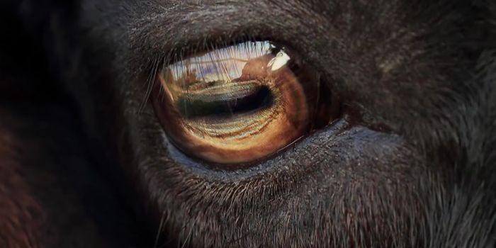 Here's Why Goat Eyes Look Weird