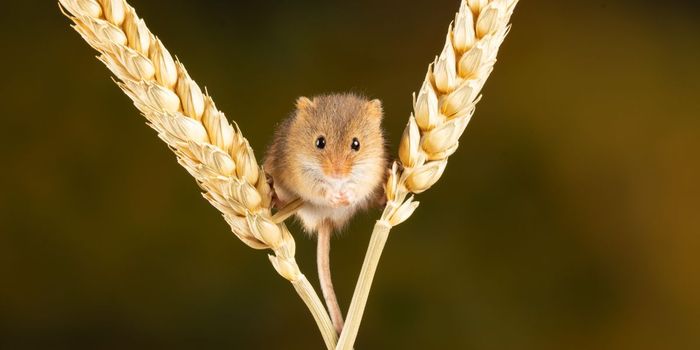 New Drug Prevents Inherited Alzheimer's in Mice