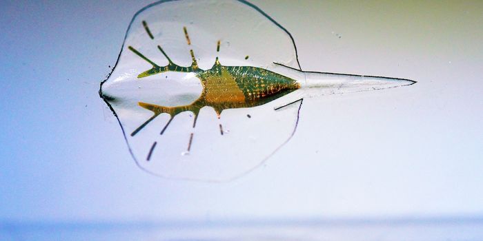 Stingray Robot Swims With Help of Light and Rat Heart Cells