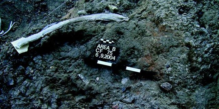 Prehistoric 'Swiss Army Knife' Found in Israel