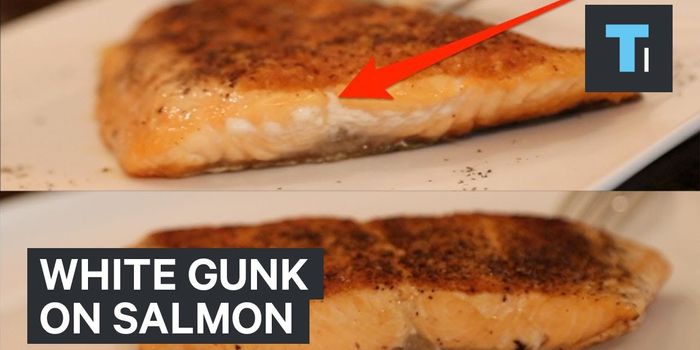Ever Wonder What the White Gunk on Your Salmon Really is?
