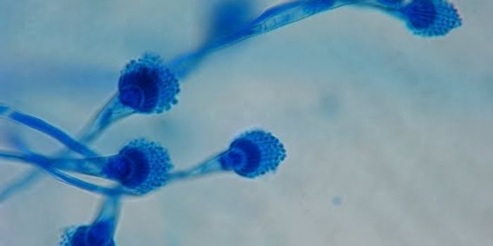 New Drug Combats Mold Disease