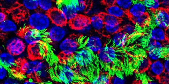 Growing A Better Flu Vaccine in Chicken Eggs