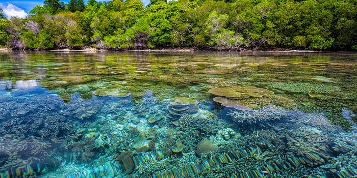 What's Really Killing Coral Reefs?