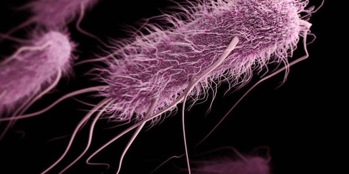 A Good Germ Can Protect Us From a Nasty One