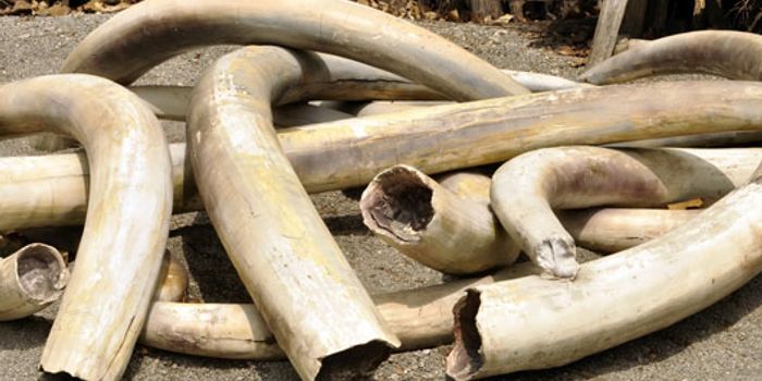 Most Ivory Being Traded Illegally Comes From Recent Kills
