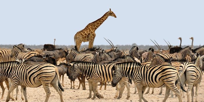 The Quest for Food? Or Sex? Why do Giraffes Have Such Long Necks?