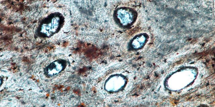 These Are the Oldest Soft Tissue Dinosaur Remains Ever Discovered