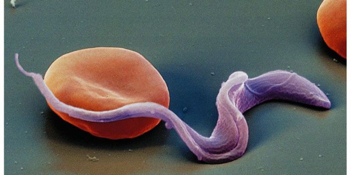 Anti-Parasitic Drug Improves Long-term Clinical Outcomes in Chagas Disease