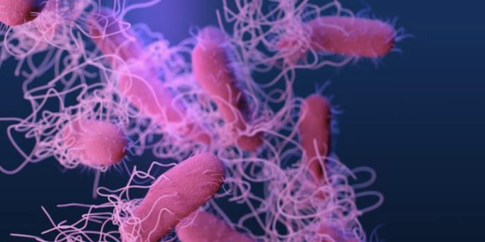 A Bacterial Virus Can Help Salmonella Spread