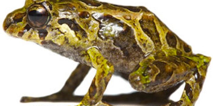 Ecuador Frog's Skin Changes from Smooth to Spiny