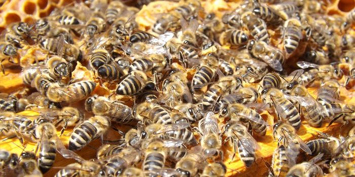 Federal Study Indicates Trouble for Honeybees in America's Beekeeping Hot-Spot