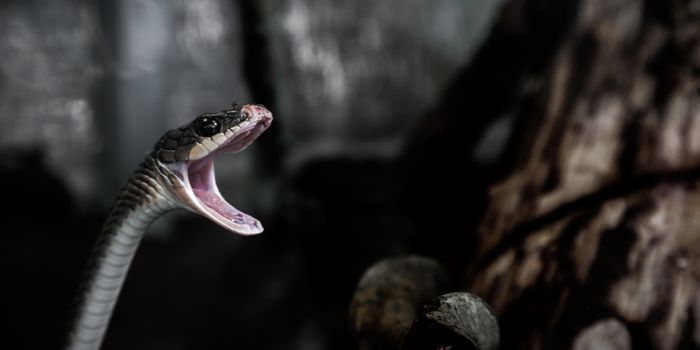 Using Snakes to Monitor Nuclear Radiation