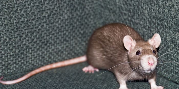 Lab Rats Proven Capable of Using Tools for Complex Tasks