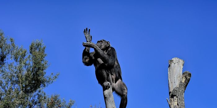 How did humans become bipedal? The answer may be in the trees