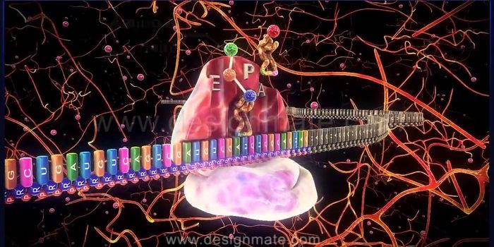 A Visualization of Protein Translation Reveals Surprising Complexity