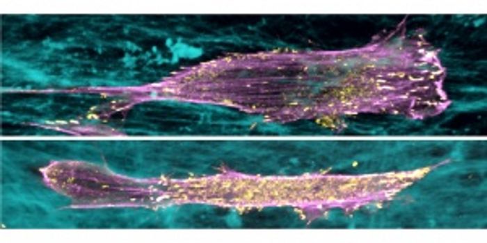Penn-NIH Team Discovers New Type of Cell Movement in 3D Matrix