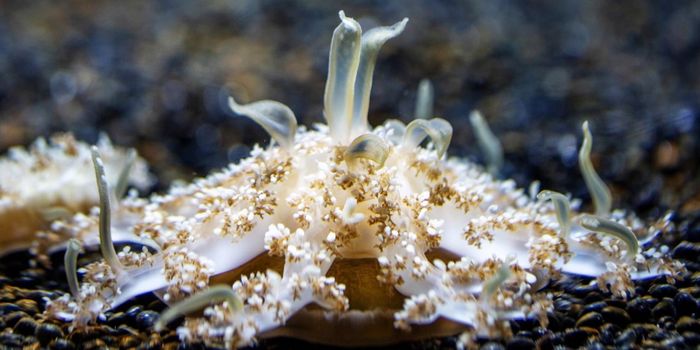 These Jellyfish Deliver Stings Without Touching You