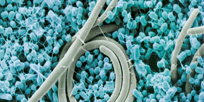 Typhoid Fever Toxin Targets Sugary Cells